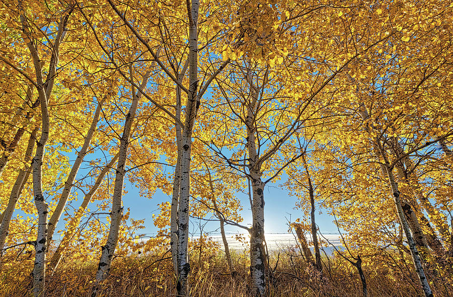 Alberta Autumn Morning Photograph by Dan Jurak