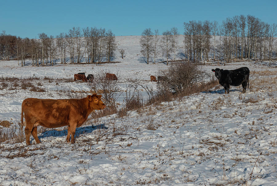 Winter Photograph - Alberta cattle ranch in winter by Phil And Karen Rispin