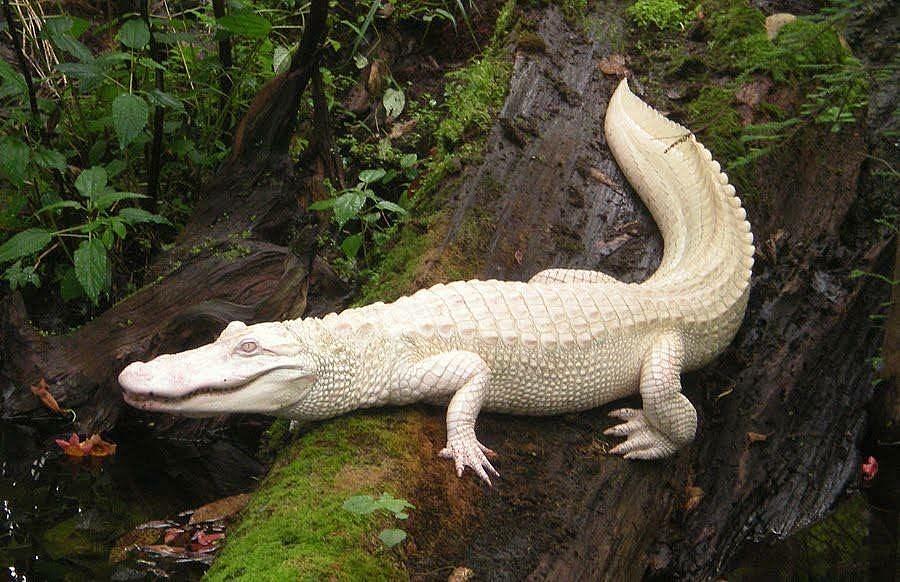 Albino Alligator Photograph by Bencasso Barnesquiat