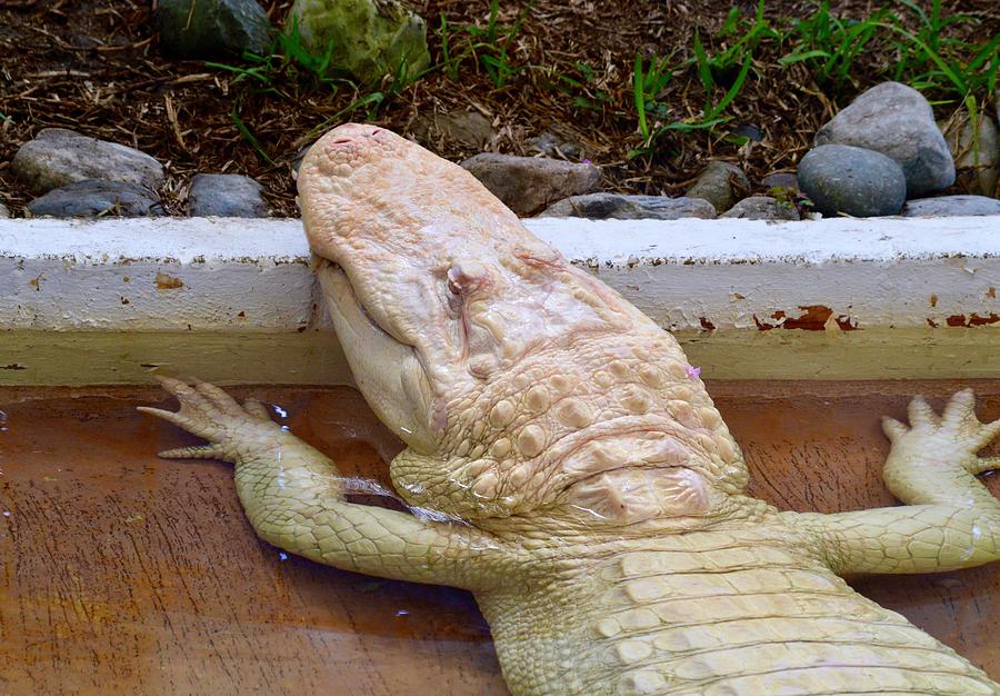 Albino Alligator Photograph by Warren Thompson