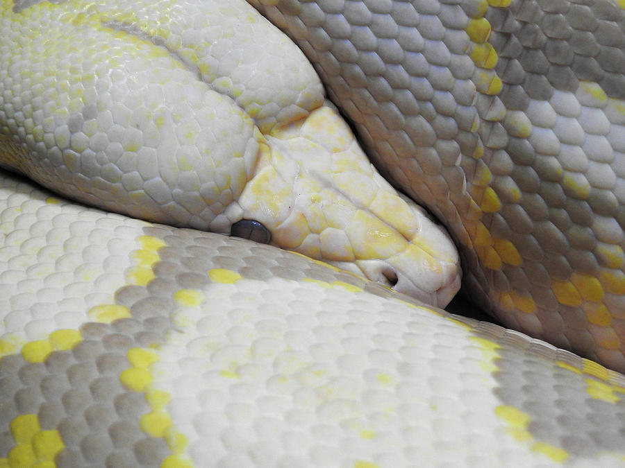 Albino burmese python in a zoo in Severvllle, Tennessee Photograph by ...