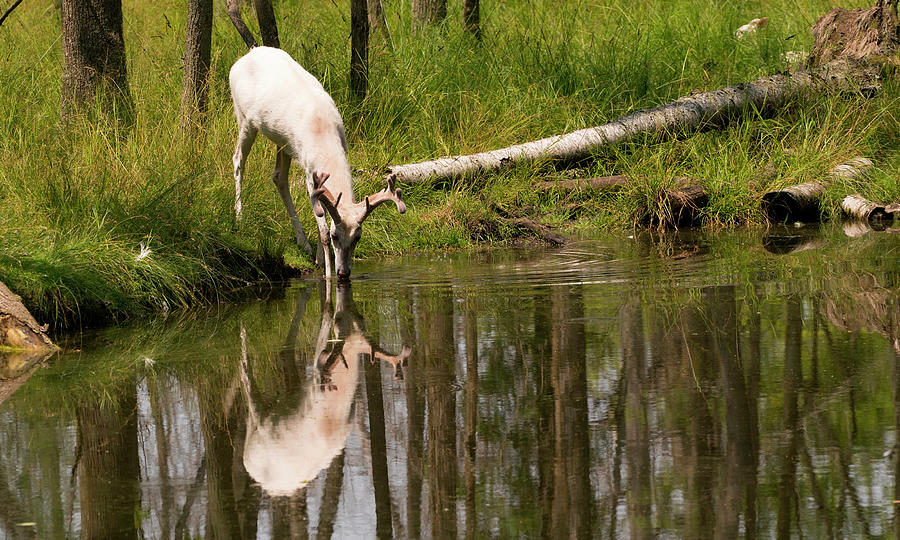 Albino Deer Reflection Photograph by Rick Wilking