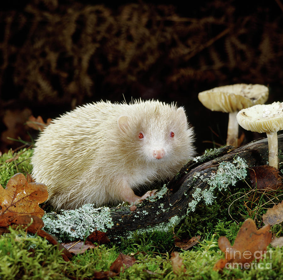 Albino Hedgehog Photograph by Warren Photographic