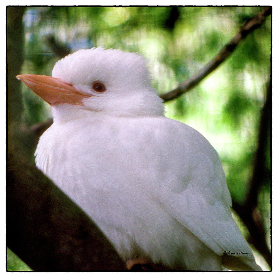 Albino Kookaburra Photograph by Frank Lee