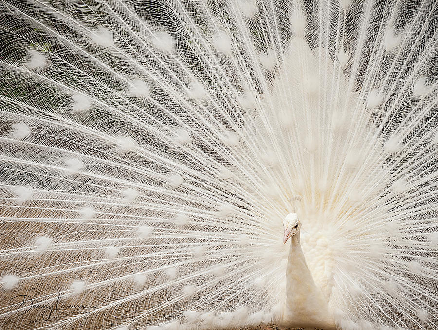 Albino Peacock Photograph By Danny Levenson - Pixels