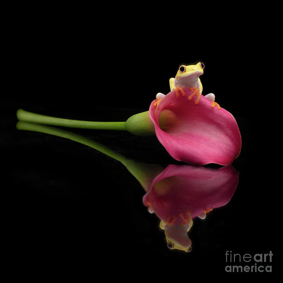 Frog Photograph - Albino Red Eyed Tree Frog on a Lily by Linda D Lester