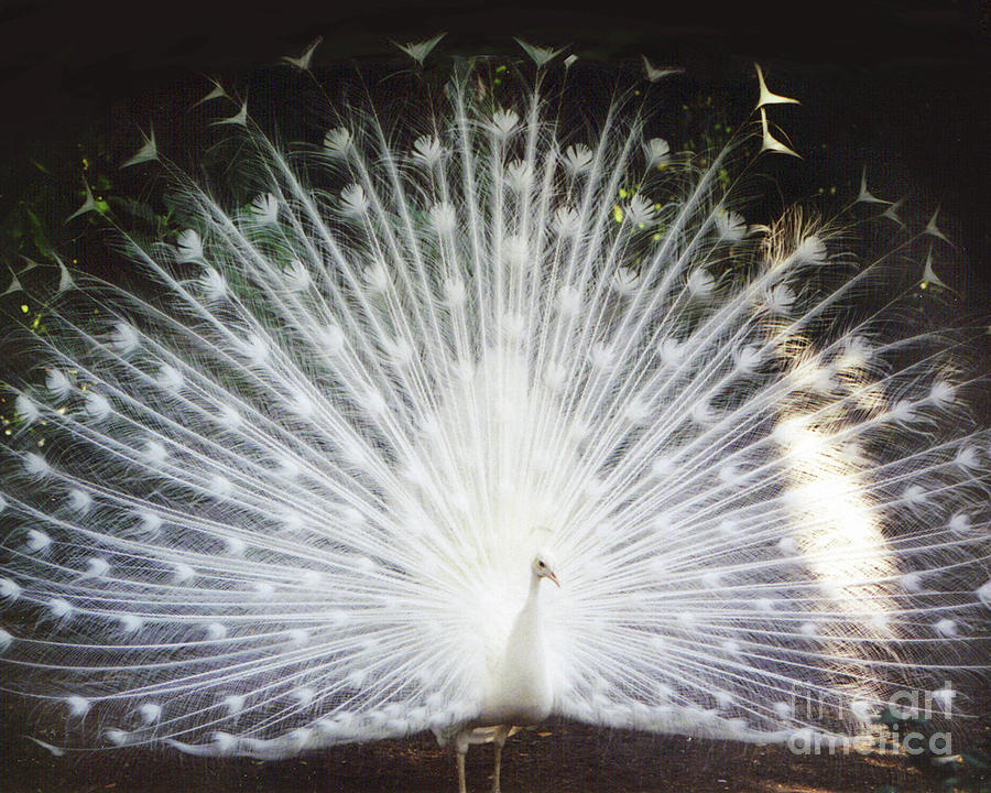 Albino White Peacock Display Photograph