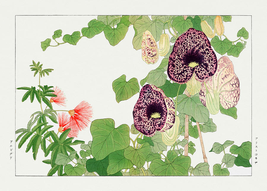 Albizia and Aristolochia - Ukiyo e art - Vintage Japanese woodblock art - Seiyo SOKA ZUFU  Digital Art by Studio Grafiikka