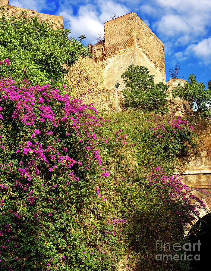 Alcazaba Nature in Malaga Photograph by John Rizzuto