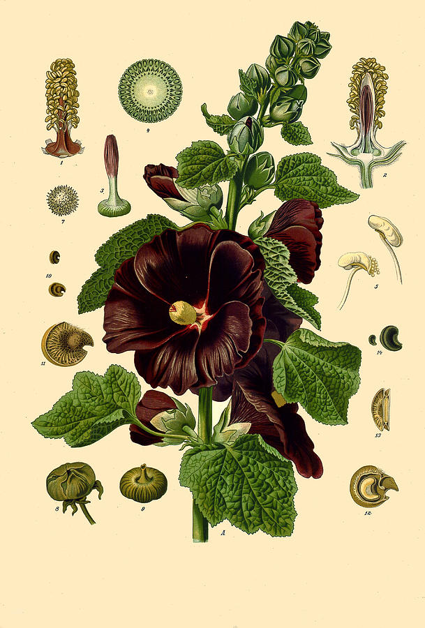 Alcea rosea Drawing by Walther Otto Mueller