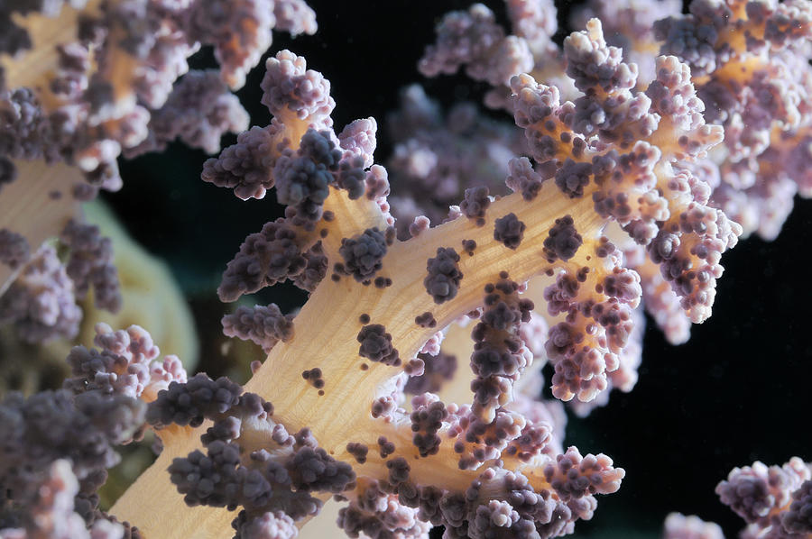 Alcyonarian Soft Coral, close-up, Red Sea, Egypt Photograph by Sami Sarkis