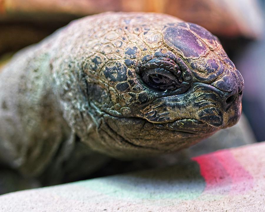 Aldabra Tortoise 2 - Madison Zoo Photograph by Steven Ralser