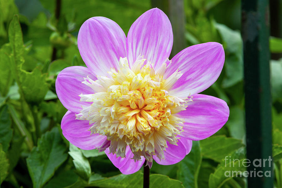 Flower Photograph - Alden Pearl Dahlia, 2 by Glenn Franco Simmons