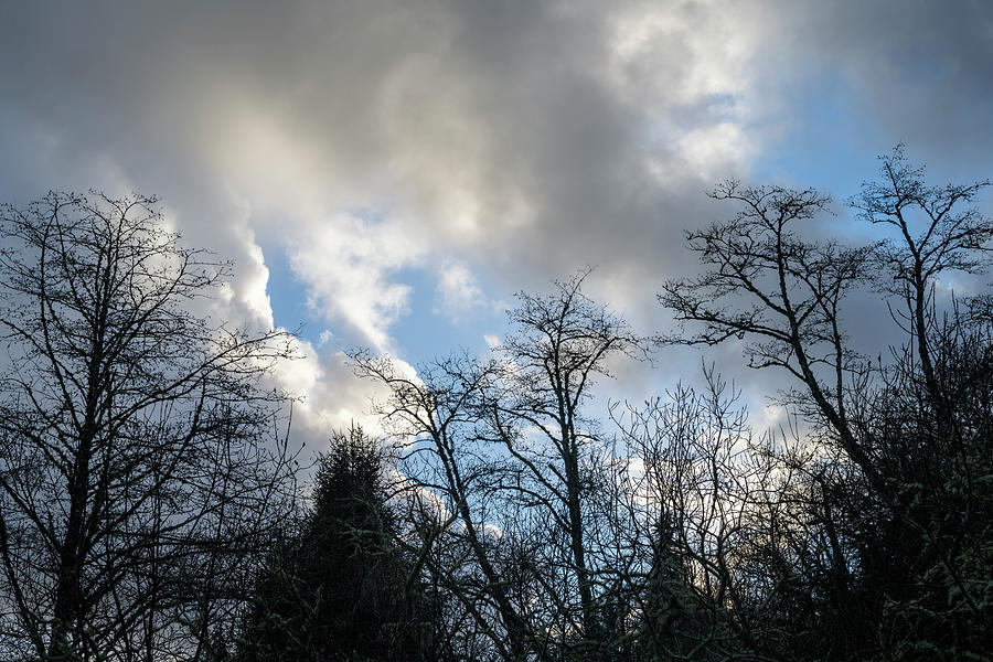 Afternoon Photograph - Alder and Sky Silhouettes by Robert Potts Afternoon Photograph - Alder and Sky Silhouettes by Robert Potts