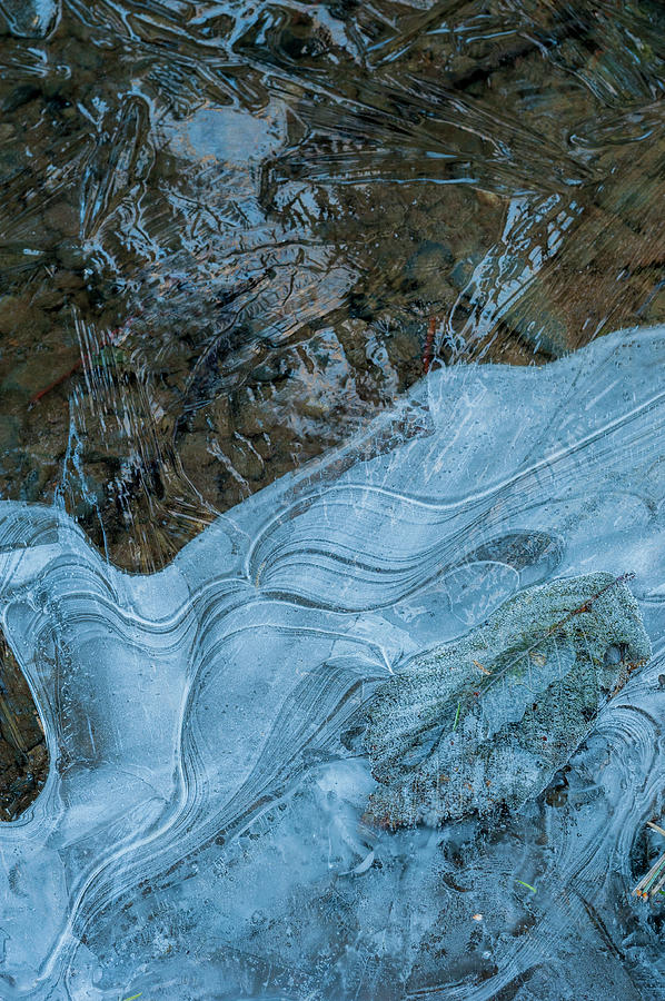 Alder Leaf in Ice  Photograph by Robert Potts
