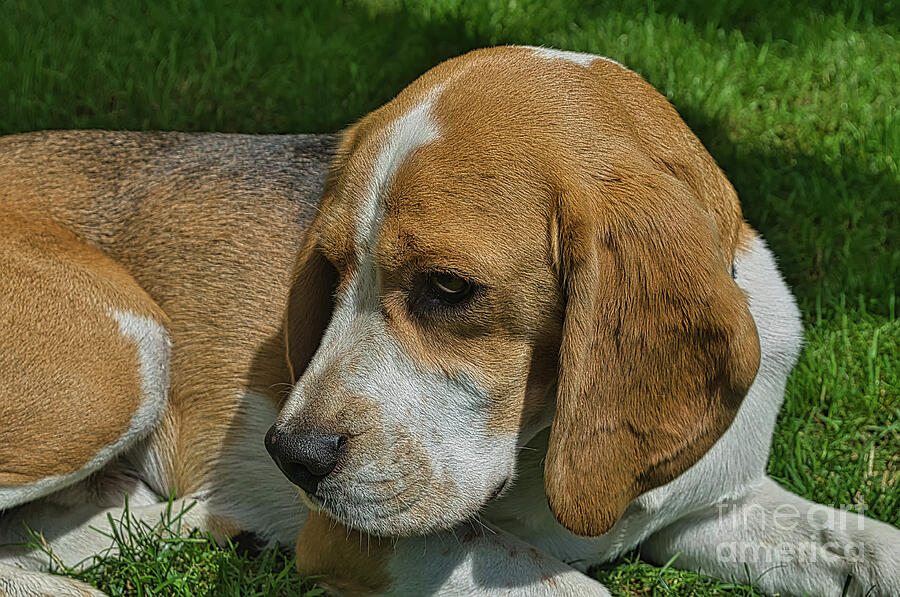 Nature Photograph - Aldo the beagle 2 by Michelle Meenawong