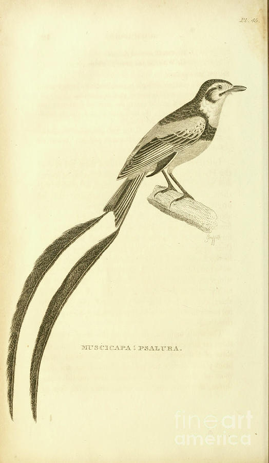 Flycatcher Photograph - Alectrurus risora Strange-tailed Tyrant q1 by Historic illustrations