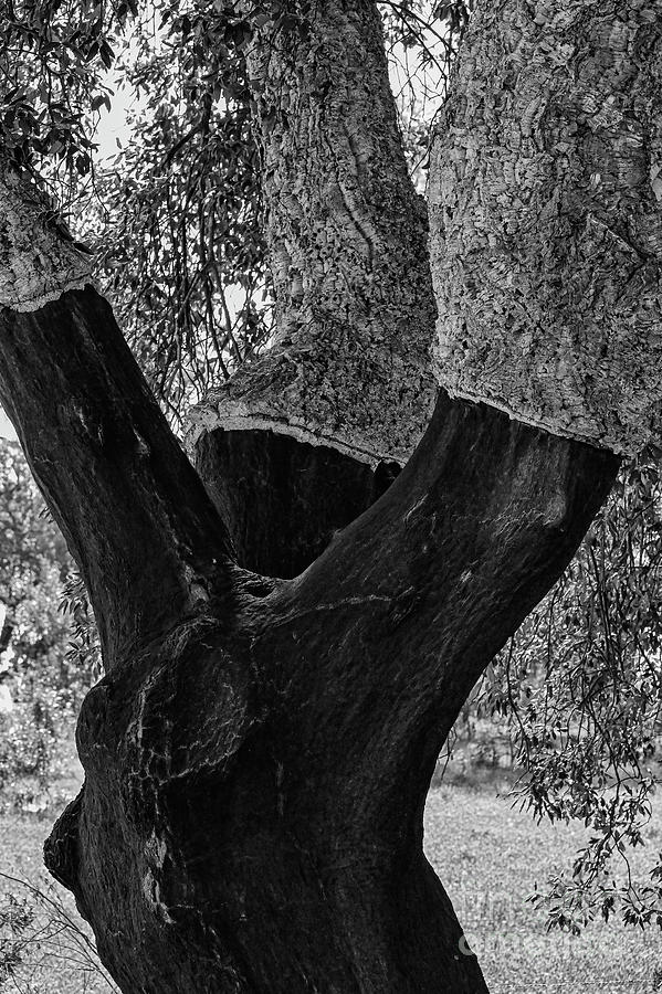 Alentejo Region Cork Tree Photograph by Bob Phillips Fine Art America