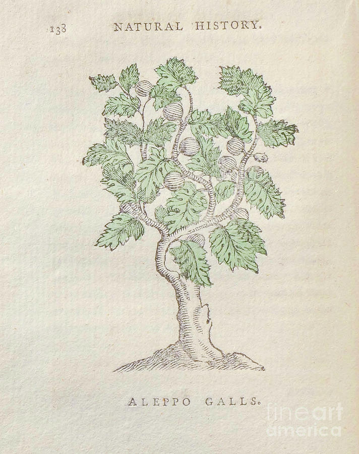 Aleppo Galls t5 Drawing by Botany