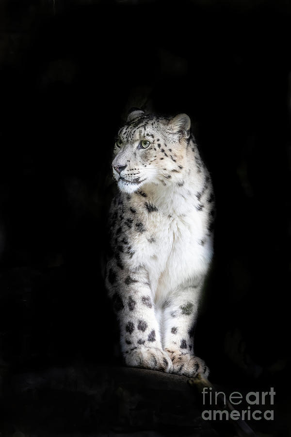 Alert adult snow leopard on black background with space for text. Photograph by Jane Rix