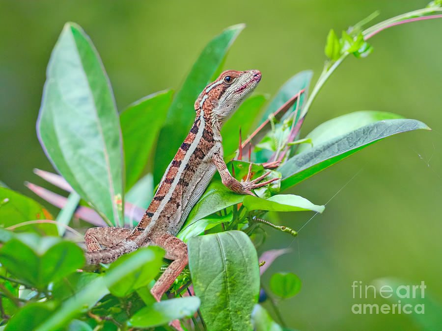 Alert Anole Photograph by Judy Kay