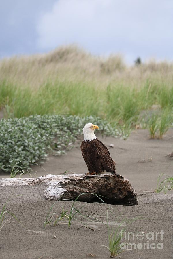 Alert Bald Eagle on Beach Photograph by Carol Groenen