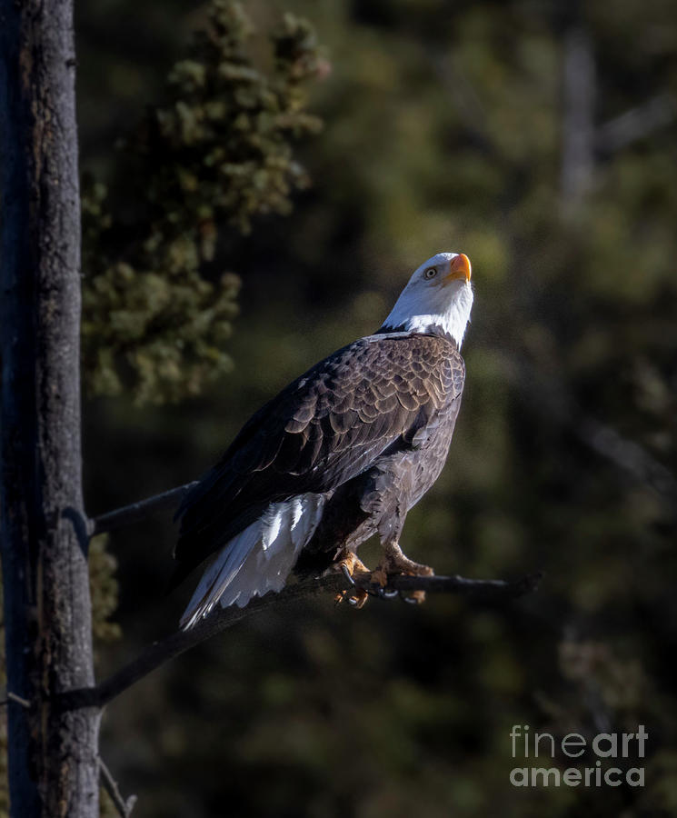 Alert Bald Eagle Photograph by Steven Krull