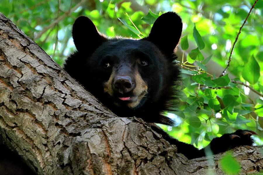 Alert Bear In Tree Photograph by Jerry Sodorff