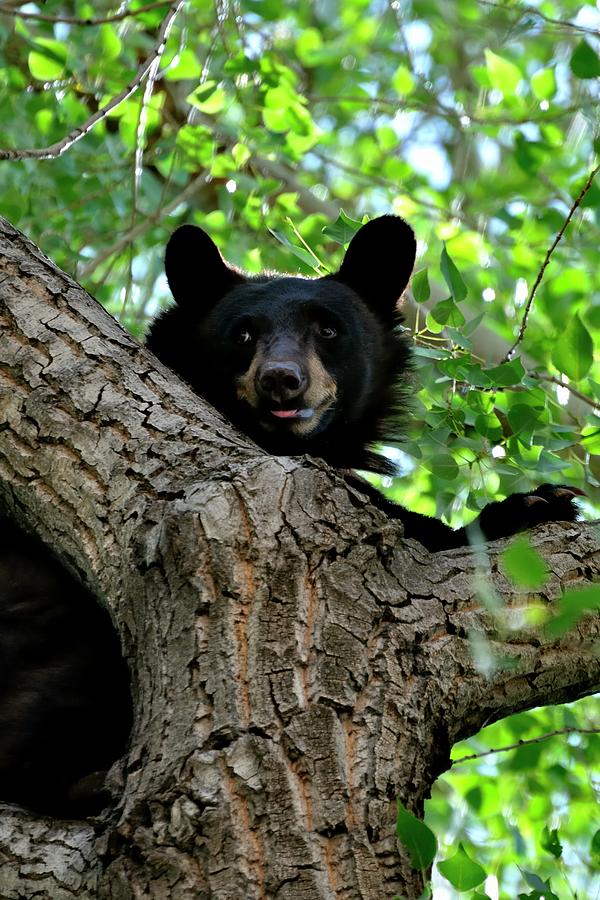 Alert Bear On Tree Photograph by Jerry Sodorff