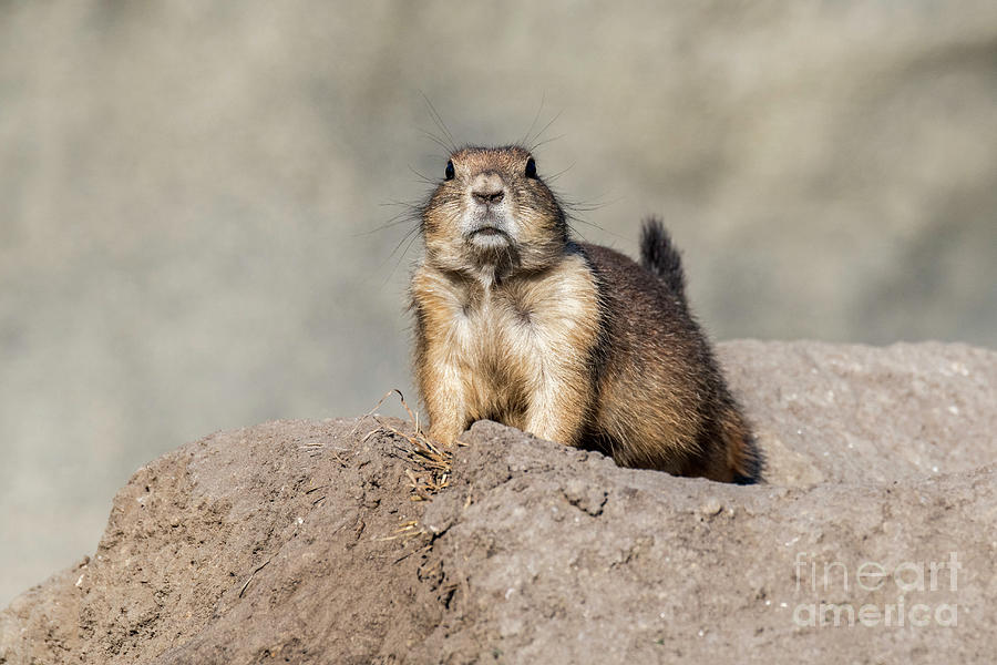 Alert Black-tailed Prairie Dog Photograph by Arterra Picture Library