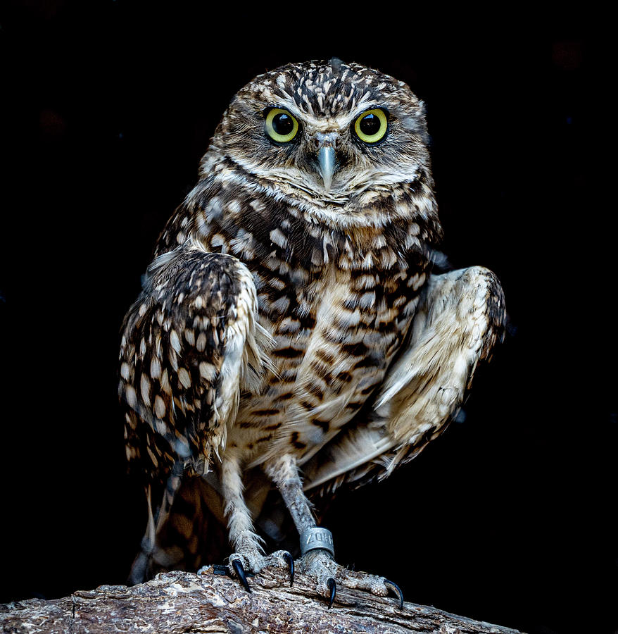 Alert Burrowing Owl Photograph