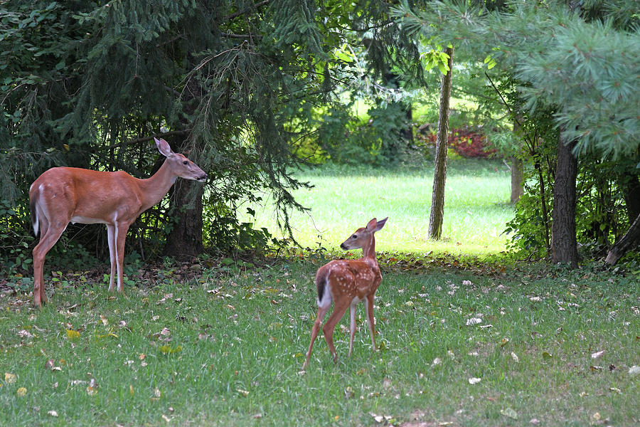 Alert Doe And Fawn Photograph by Robert Tubesing - Fine Art America