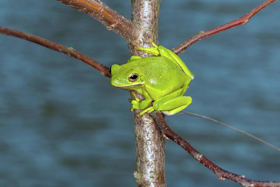 Alert Green Treefrog Photograph by Liza Eckardt