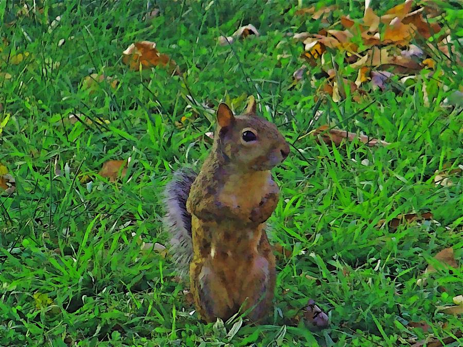 Squirrel Photograph - Alert by Julie Grace
