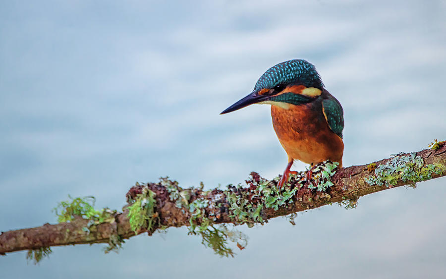 Alert Kingfisher Photograph by Framing Places