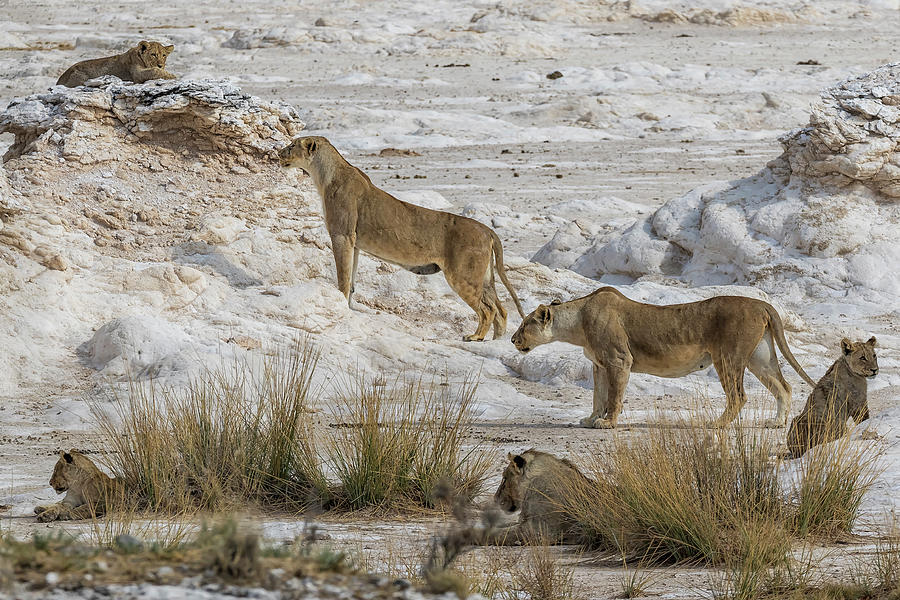 Alert Lions - Somethings Coming to the Waterhole, No. 1 Photograph by Belinda Greb