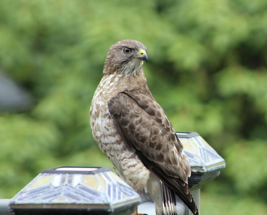 Alert Marsh Hawk Photograph by Walter Stankiewicz - Fine Art America