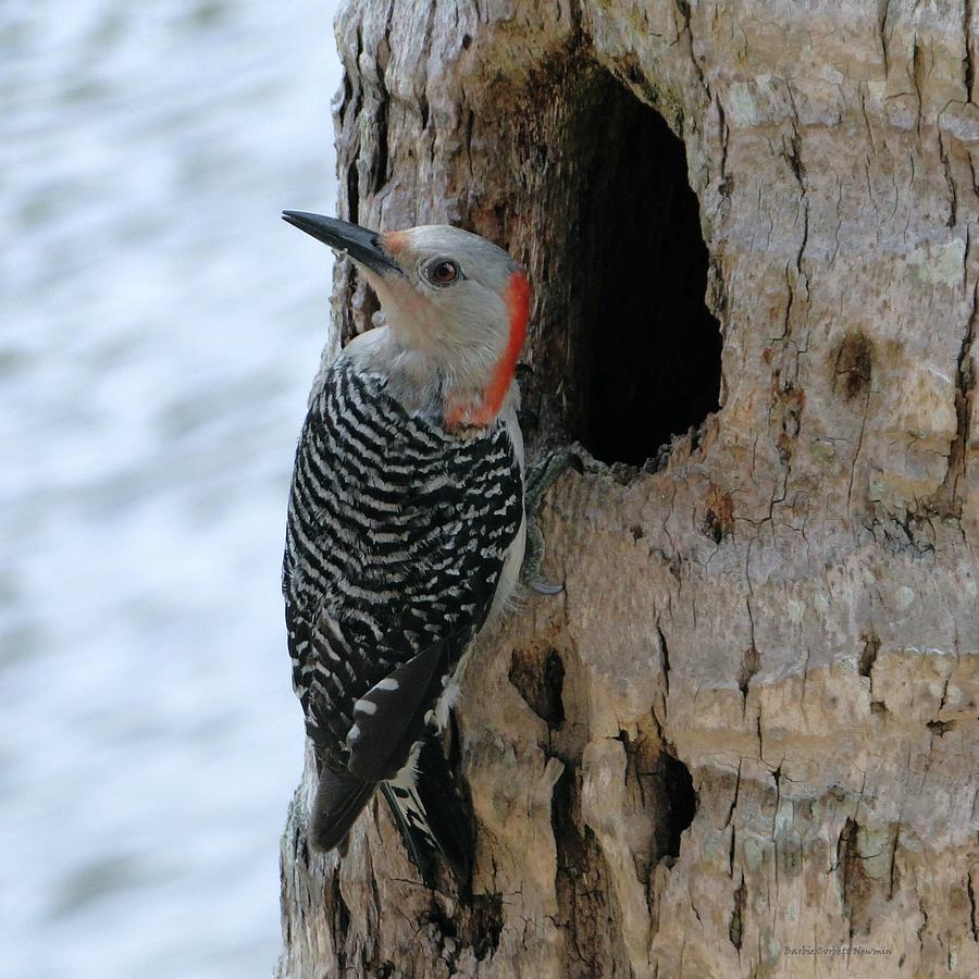 Alert Mother Woodpecker Photograph by Barbie Corbett-Newmin