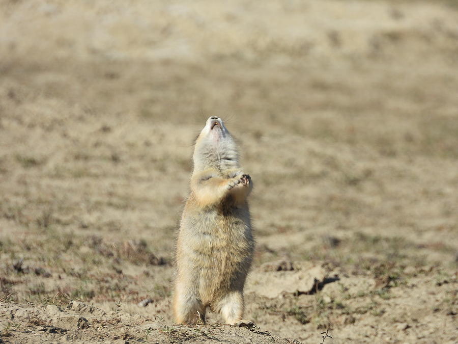 Alert Prairie Dog Photograph by Amanda R Wright