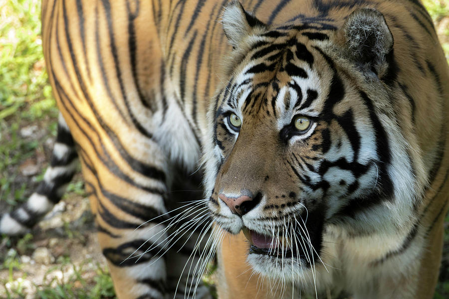 Alert Sumatran Tiger Photograph by Darrell Gregg