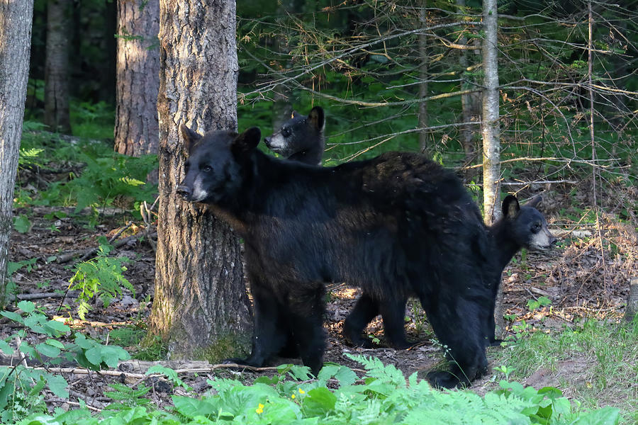 Alerted Black Bears Photograph by Brook Burling