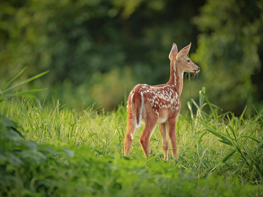 Alerted fawn Photograph by Bruce Pritchett