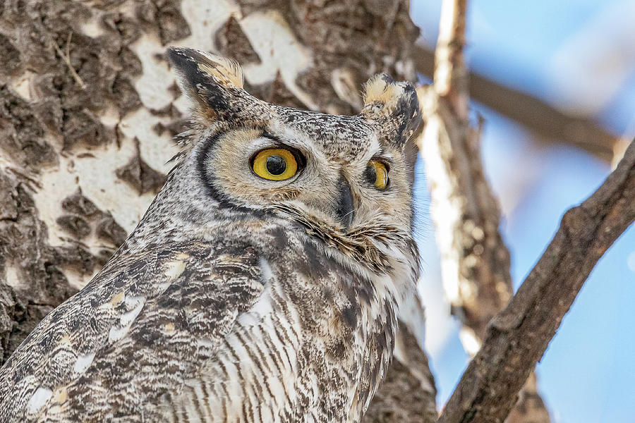 Alerted Great Horned Owl Close Up Photograph by Tony Hake