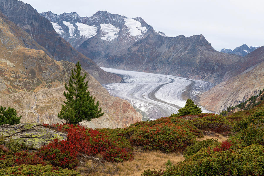 Aletsch Glacier Photograph by Ewa Jermakowicz