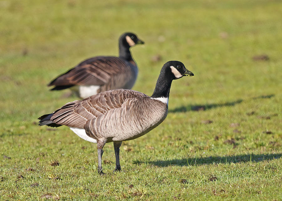 Aleutian Goose Photograph by David Golding - Fine Art America