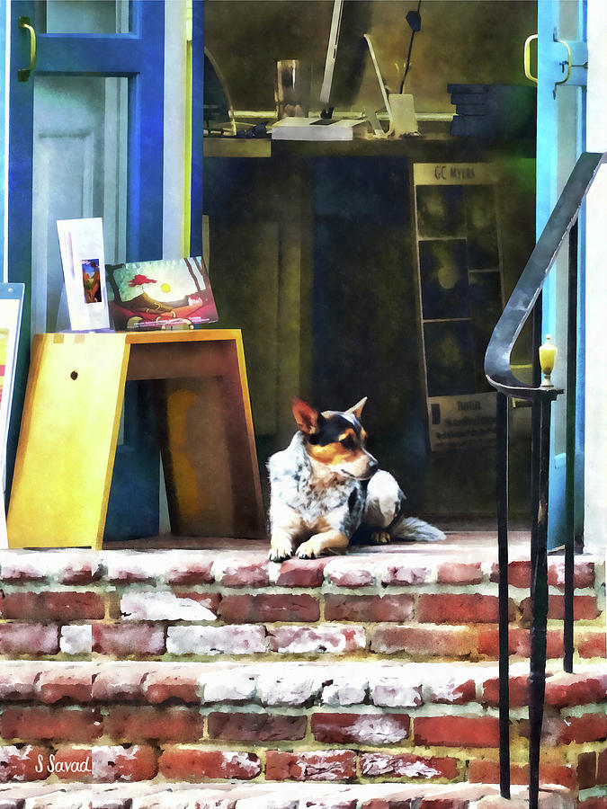 Alexandria VA - Corgi Relaxing in Front of King St. Art Gallery Photograph by Susan Savad