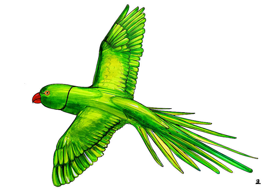 Flying parrot cockatiel | Animal line drawings, Painted rock animals,  Outline drawings