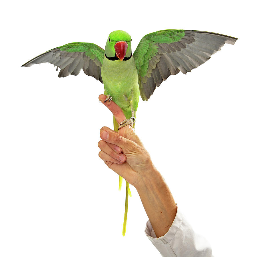 Parakeet Photograph - Alexandrine Parrot on Veterinarians Finger Wings Spread by Good Focused