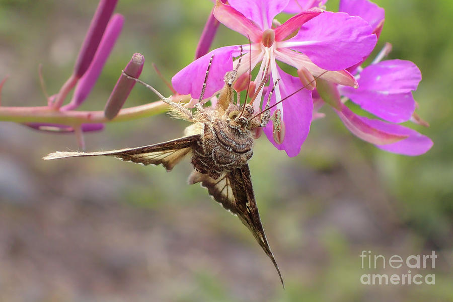 Summer Photograph - Alfalfa Looper Moth on Fireweed #1 by Nancy Gleason