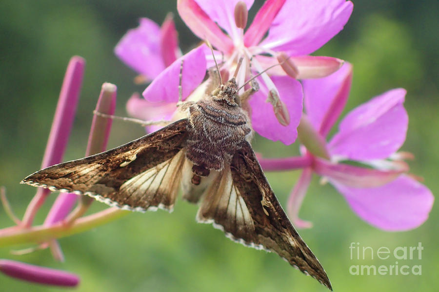 Summer Photograph - Alfalfa Looper Moth on Fireweed #2 by Nancy Gleason
